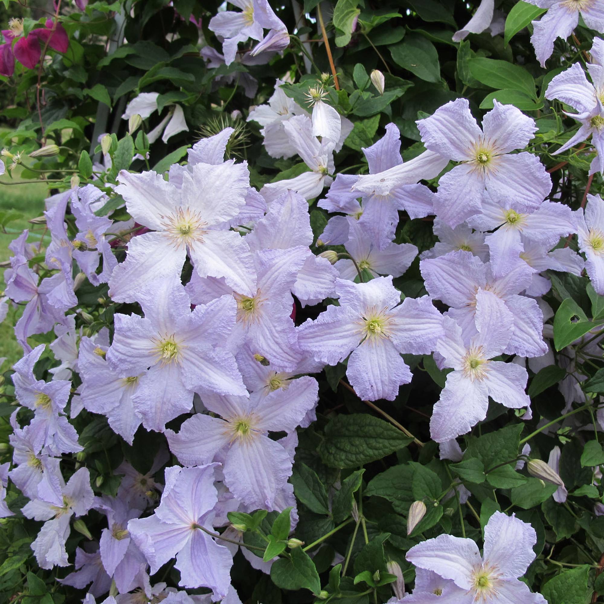 Clématite 'Ange Bleu' arbuste grimpant à feuilles caduques dans pot 9 cm - GardenersDream