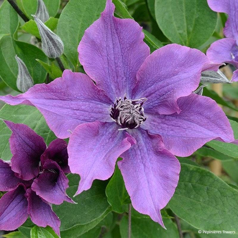 Clématite - Clematis Guiding Promise Pot de 2L/3L