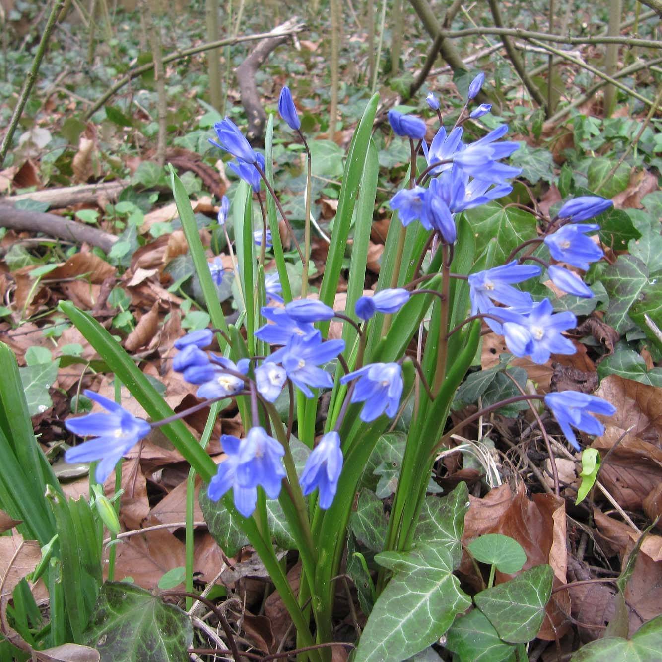 Chionodoxa forbesii - Gloire des Neiges Bulbe calibre 5+ (par 25)