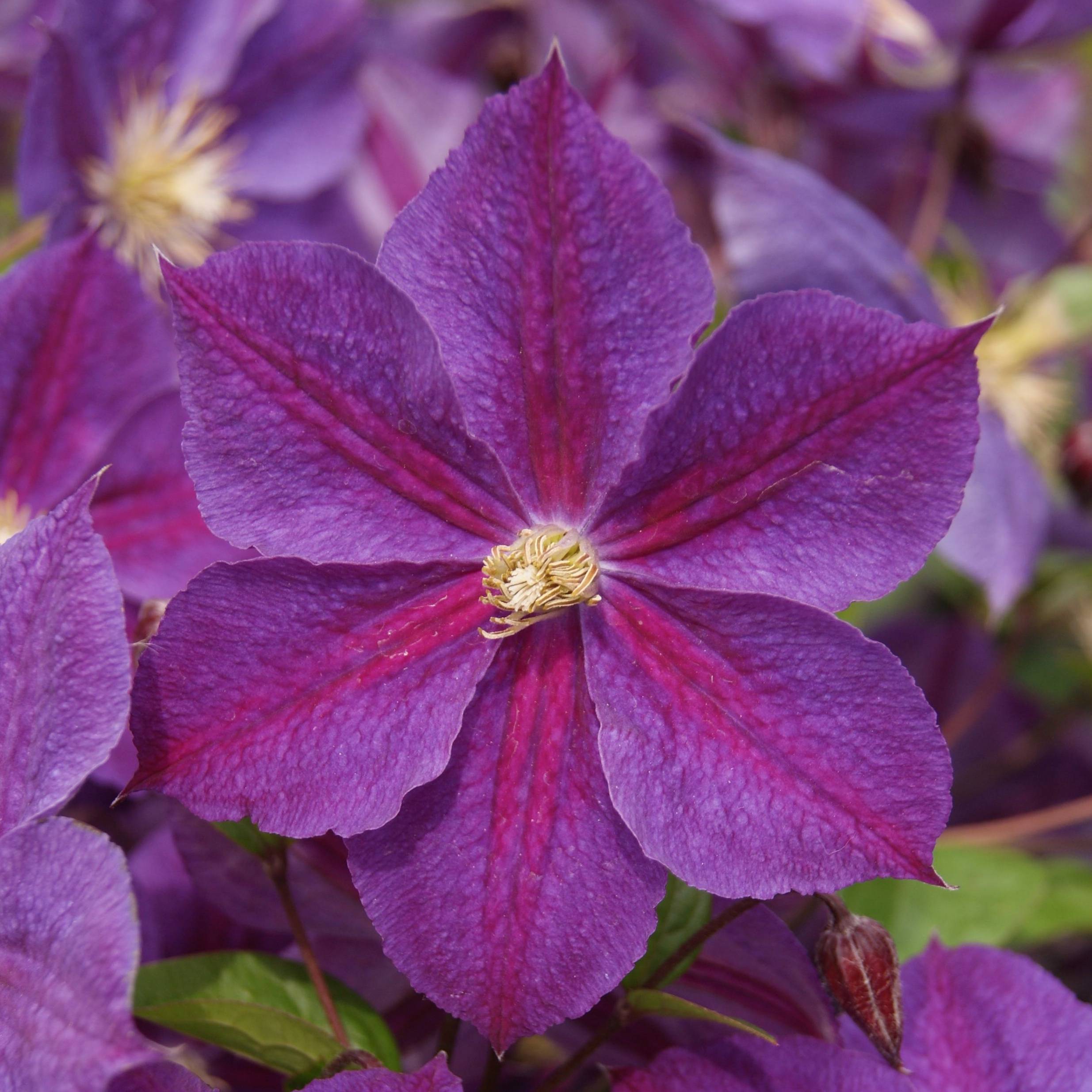 Clématite - Clematis Star of India Godet de 8/9 cm