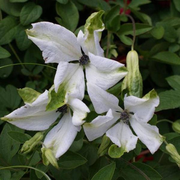 Clématite - Clematis viticella Alba Luxurians Pot de 2L/3L