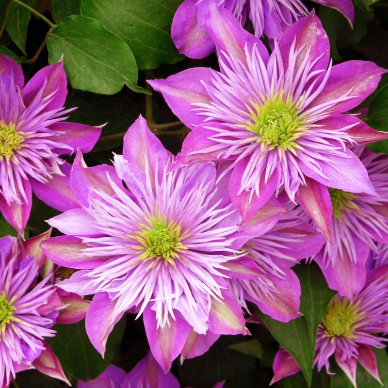 Clématite Empereur® 'Kaiser' à fleurs Rouge - feuillage Caduc - Pot de 1,5L - Tuteur bambou 30/60 cm- hauteur à maturité De 2,50 m à 3,00 m
