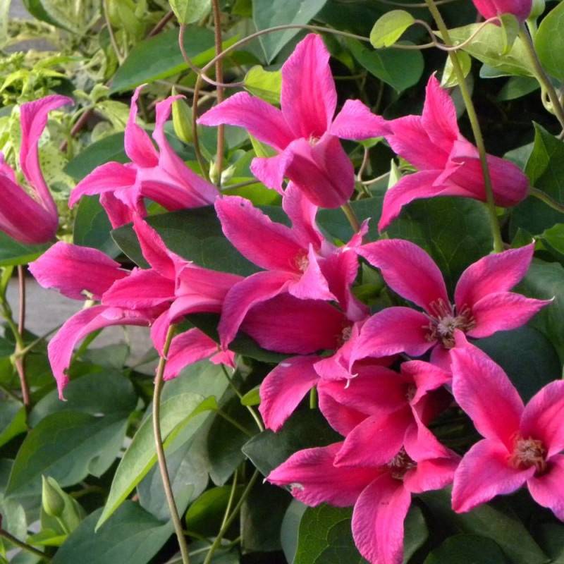 Clématite texensis Etoile Rose à fleurs Rose - feuillage Caduc - Pot de 2L - Tuteur bambou 60/90 cm- hauteur à maturité De 1,50 m à 2,00 m