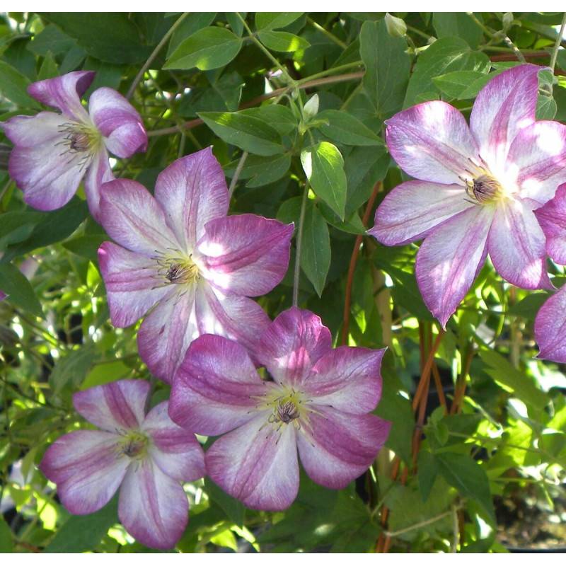 Clématite viticella Pernille® 'ZO09113' à fleurs Violette - feuillage Caduc - Pot de 2L - Tuteur bambou 60/90 cm- hauteur à maturité De 1,50 m à 2,00