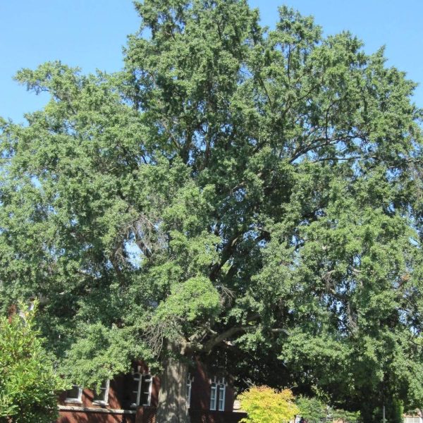 Chêne à feuilles de saule, Quercus phellos – Pot de 15L – Baliveau Chêne à feuilles de saule, Quercus phellos – Pot de 15L – Baliveau