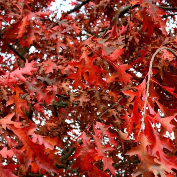 Chêne rouge d’Amérique, Quercus rubra – Pot de 10L – 120/150 cm Chêne rouge d’Amérique, Quercus rubra – Pot de 10L – 120/150 cm