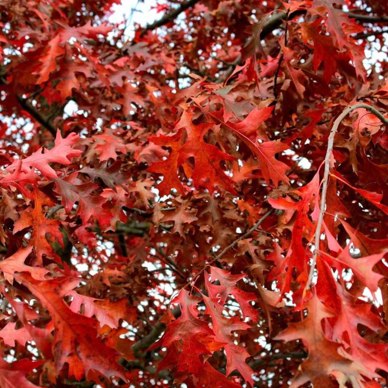 Chêne rouge d'Amérique, Quercus rubra - Pot de 10L - 120/150 cm