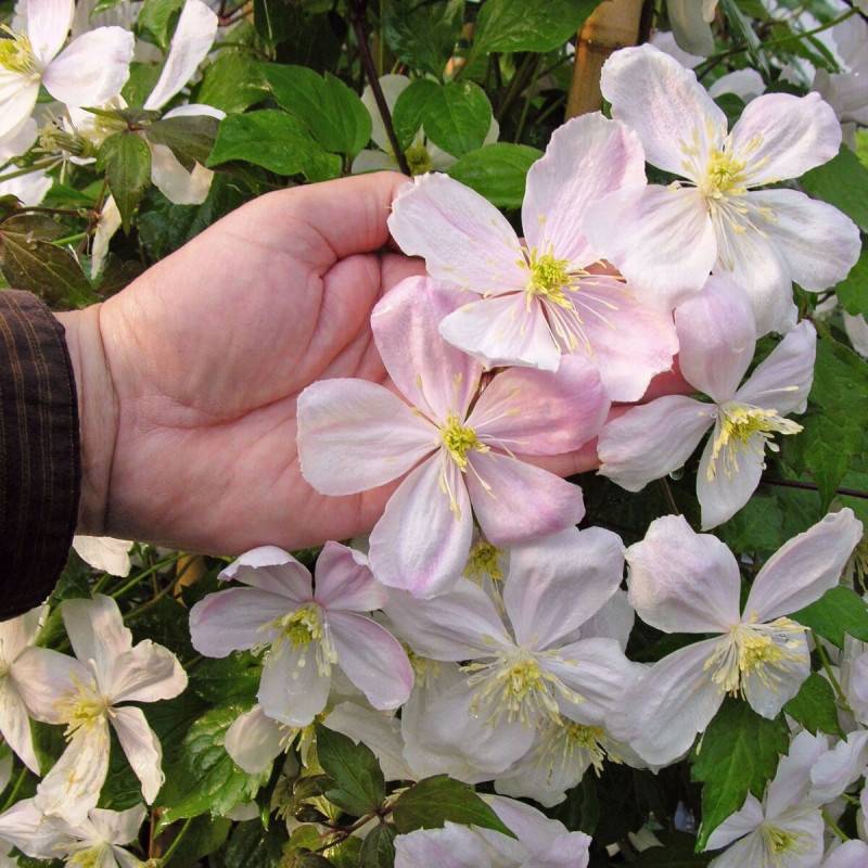 Clématite montana Giant Star® 'Gistar' à fleurs Rose - feuillage Caduc - Godet - 5/20 cm- hauteur à maturité De 5,00 m à 10,00 m