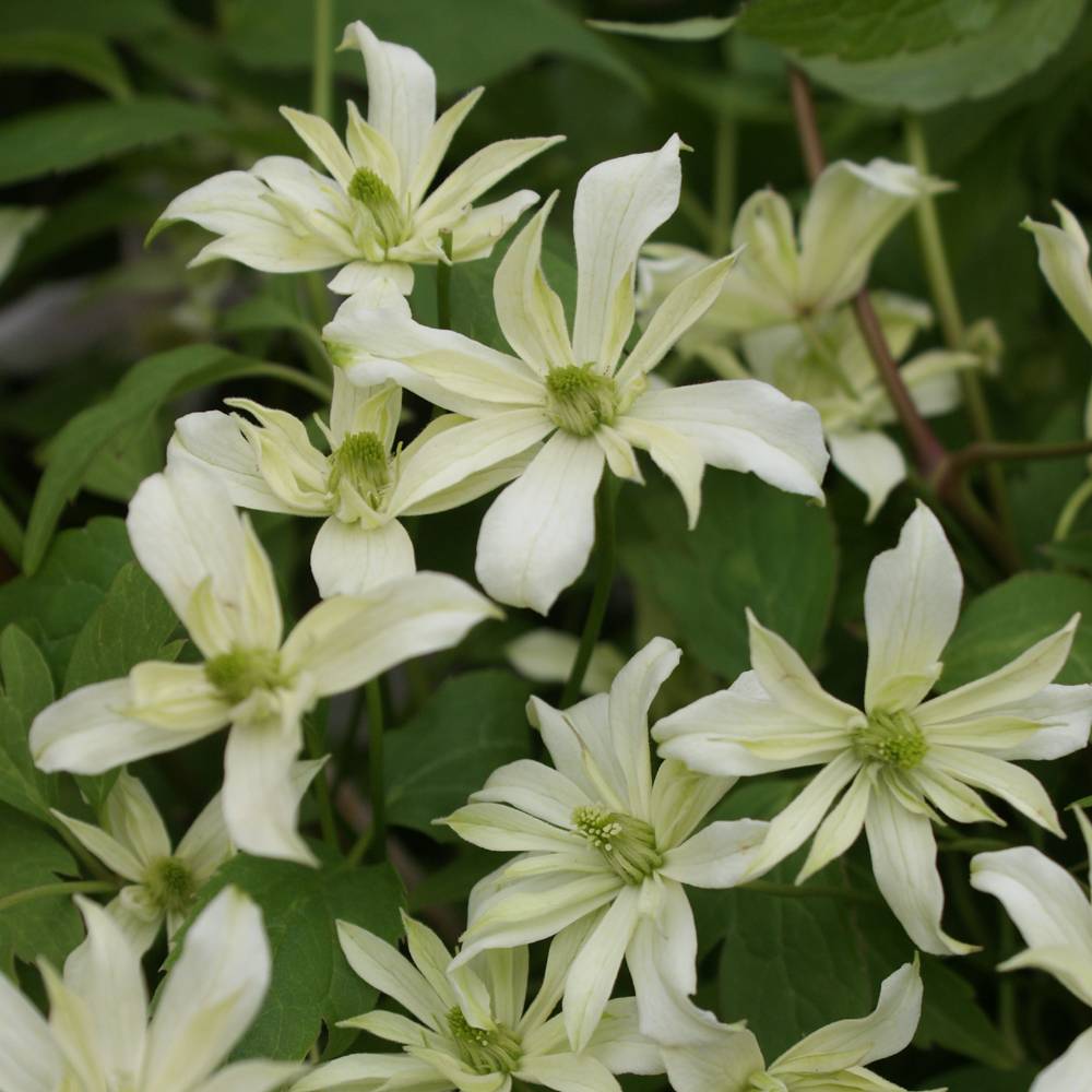 Clématite - Clematis montana Jenny Keay Pot de 2L/3L