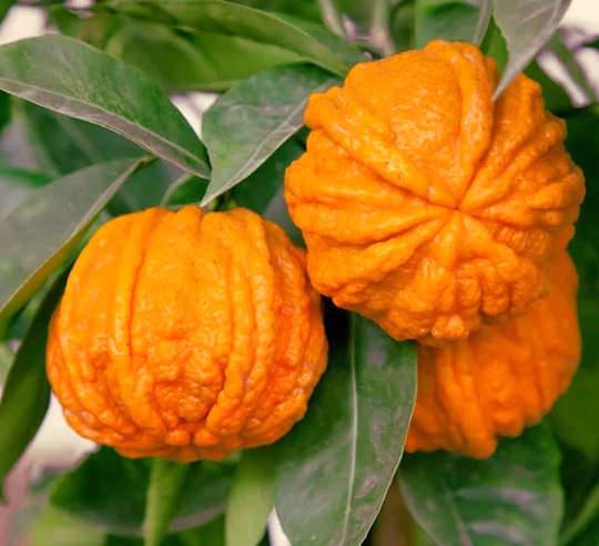 Citrus Corrugato (Hybride entre Orange amère et douce) Couleur floraison:Blanc - Taille:Pot de 4 litres ? 30/40 cm