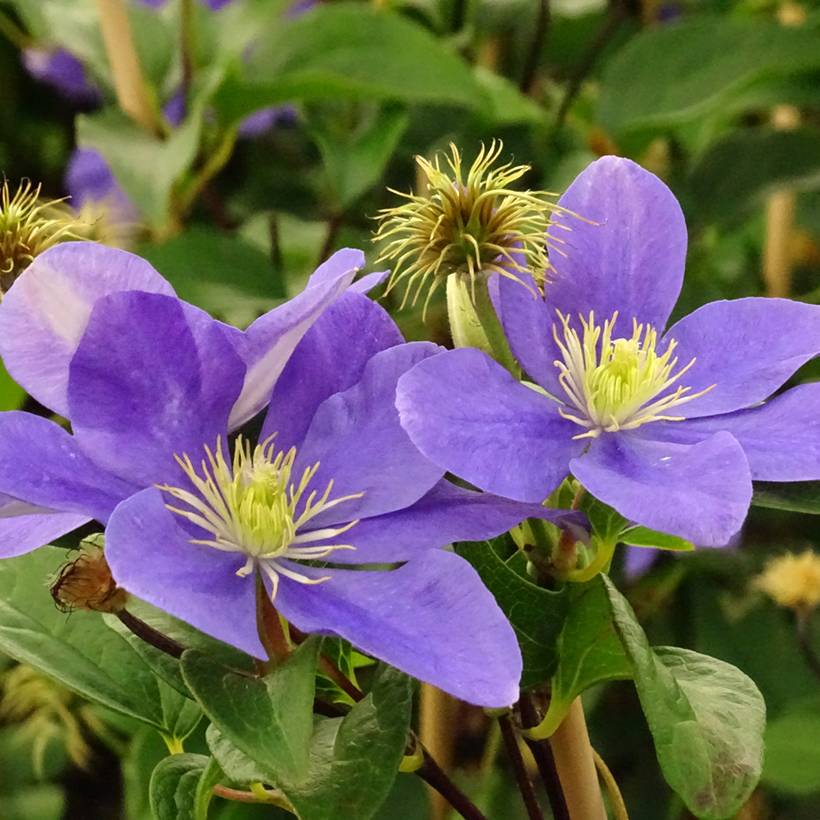 Clématite - Clematis Fuji Musume Pot de 2L/3L