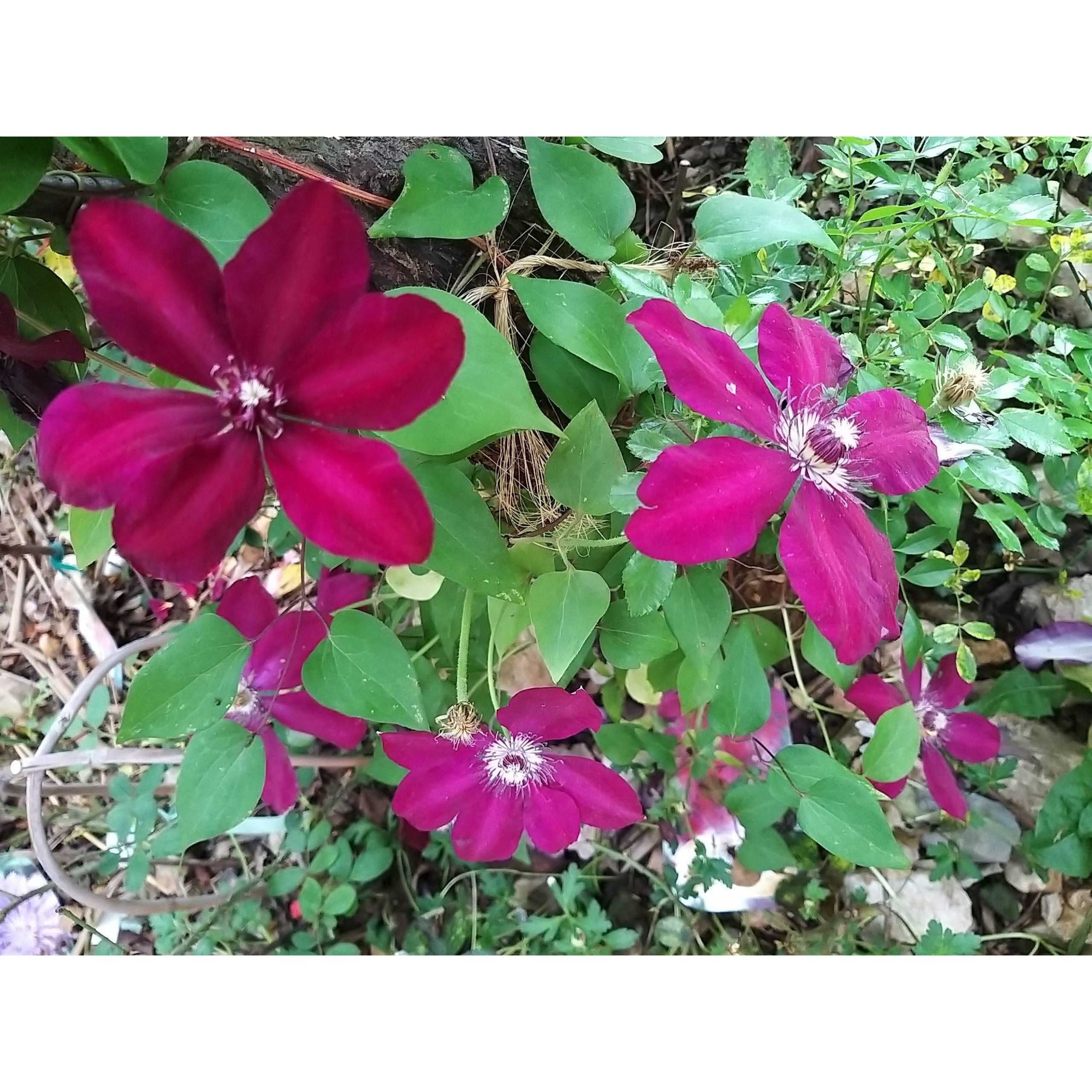 Clématite - Clematis Westerplatte Pot de 2L/3L