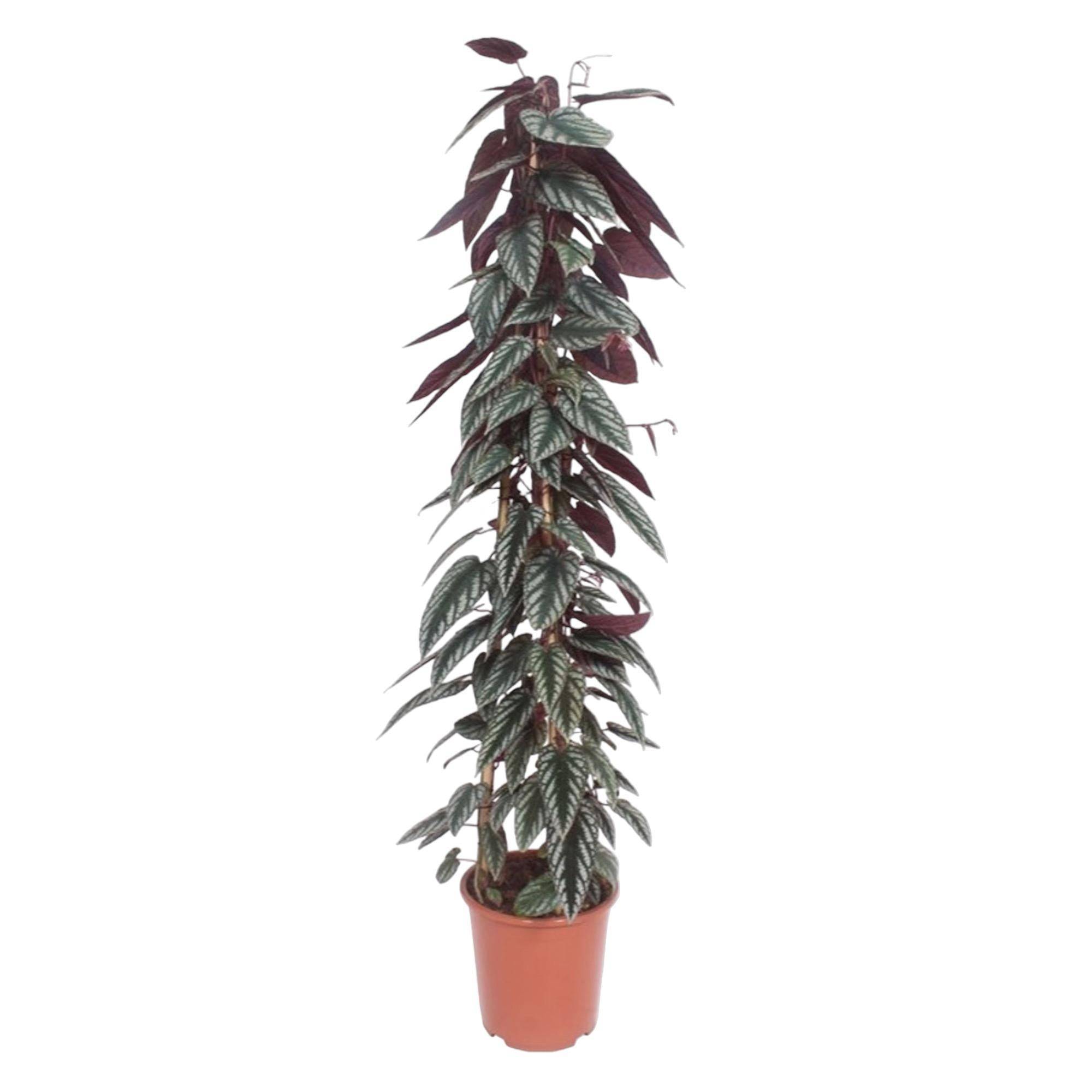 Cissus discolor pyramide 150cm - Plante d'intérieur- La Green Touch