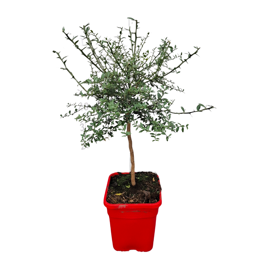 Citronnier caviar rose - Pot carré de 5 litres, hauteur 40/60 cm