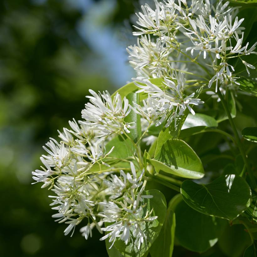 Chionanthus retusus - Arbre de neige Pot de 3L/4L