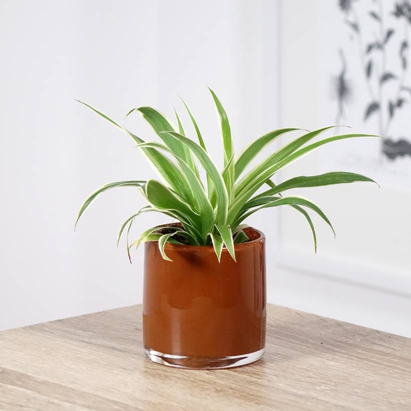 Chlorophytum Irish - Plante araignée Mini-plante