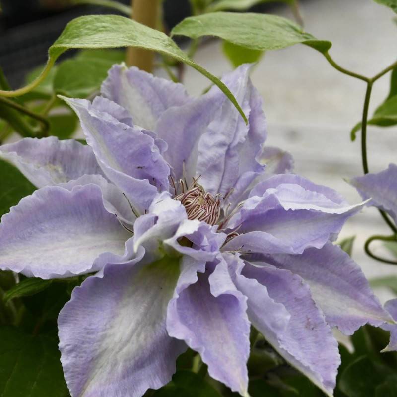 Clématite Tranquilite™ 'Evipo0111' à fleurs Bleue - feuillage Caduc - Pot de 2,5L - Echelle bambou 30/60 cm- hauteur à maturité De 1,00 m à 1,50 m
