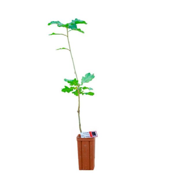 Chêne pubescent de 2 ans – Pépinière de Puymège – Plant truffier mycorhizé à la truffe du Périgord – Tuber mélanosporum Chêne pubescent de 2 ans – Pépinière de Puymège – Plant truffier mycorhizé à la truffe du Périgord – Tuber mélanosporum