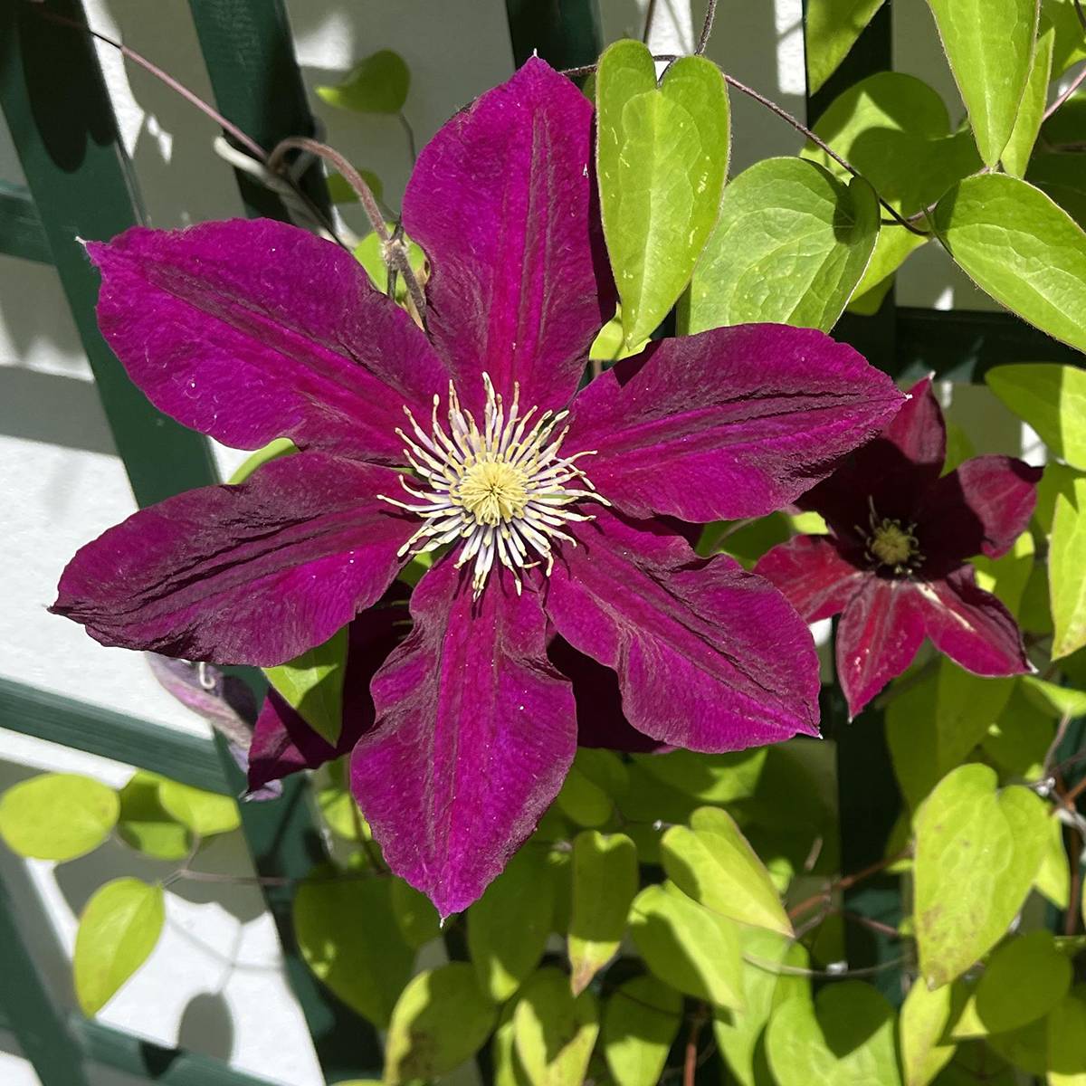 Clématite - Clematis Niobe Pot de 2L/3L