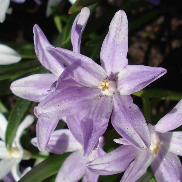 Chionodoxa forbesii Violet Beauty Bulbe calibre 5+ (par 25)