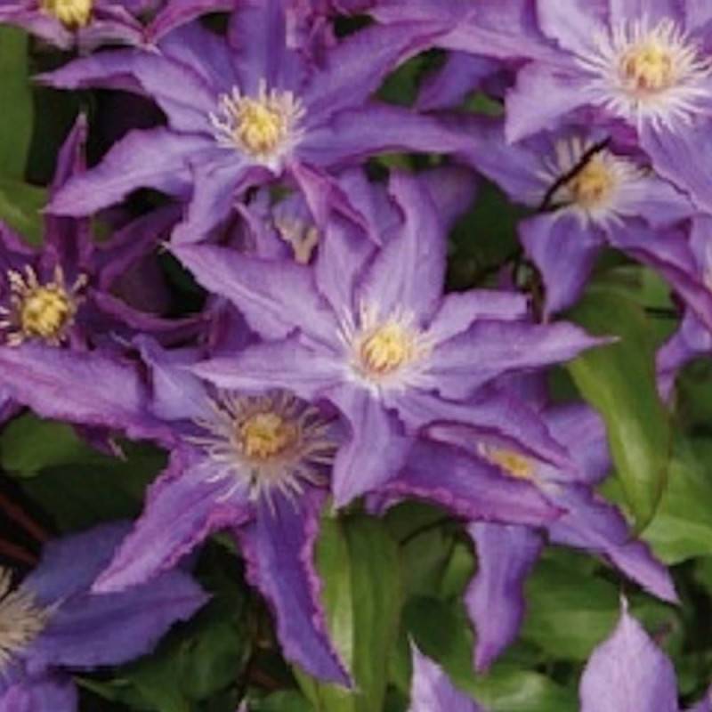Clématite Palette® 'Zo08111' à fleurs Violette - feuillage Caduc - Pot de 2L - Tuteur bambou 60/90 cm- hauteur à maturité De 2,50 m à 3,00 m