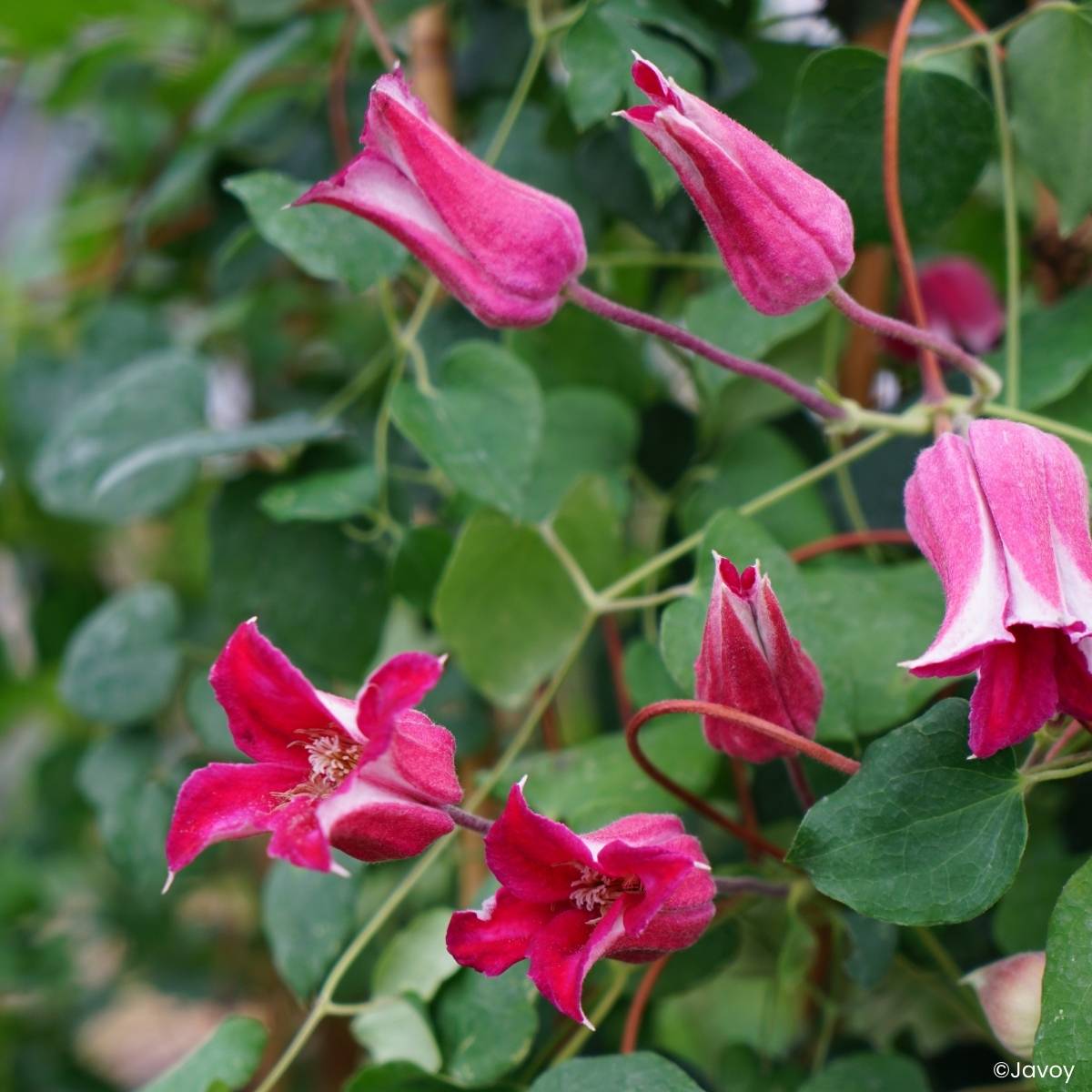 Clématite - Clematis texensis Notre-Dame de Paris Pot de 3L/4L