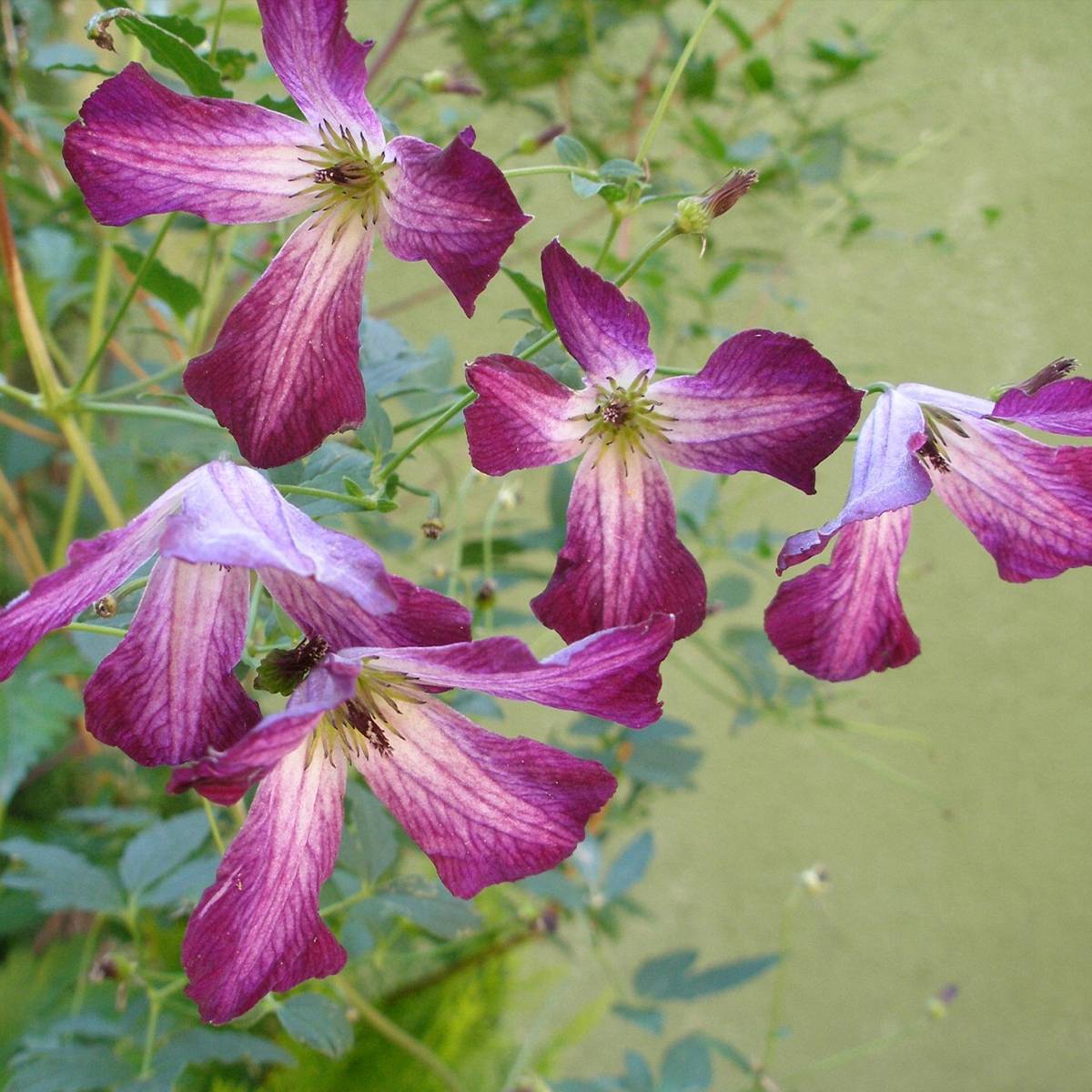Clématite italienne - Clematis viticella Walemburg Pot de 1,5L/2L