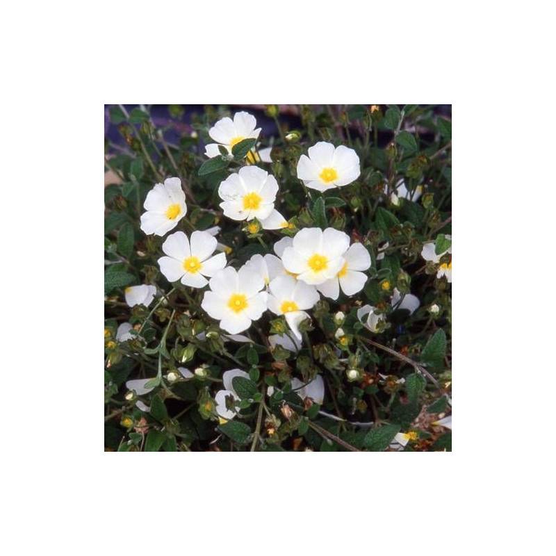 Ciste compact, Cistus à fleurs Blanche - feuillage Persistant - Lot de 5 godets- hauteur à maturité De 0,50 m à 1,00 m