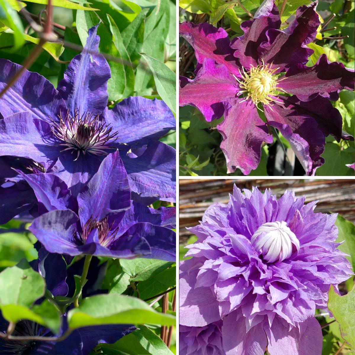 Clématite - Clematis Three Sisters trio bleu Pot de 6L/7L