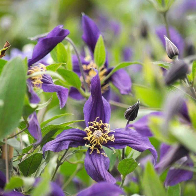 Clématite integrifolia Mississippi River® 'Zomisri' à fleurs Bleue - feuillage Caduc - Pot de 1,5L - Tuteur bambou 30/60 cm- hauteur à maturité De 1,