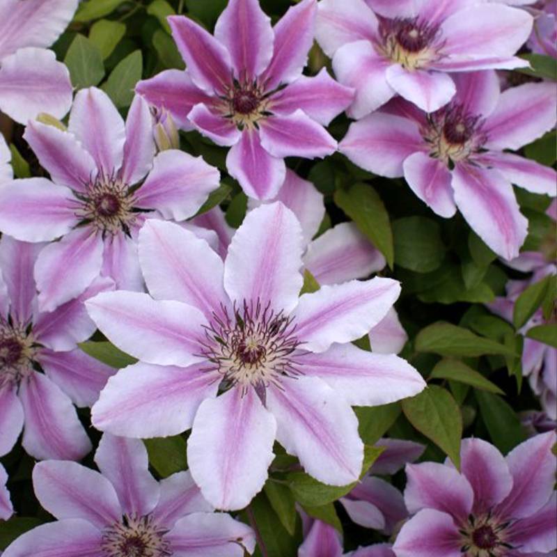 Clématite - Clematis Nelly Moser Pot de 2L/3L