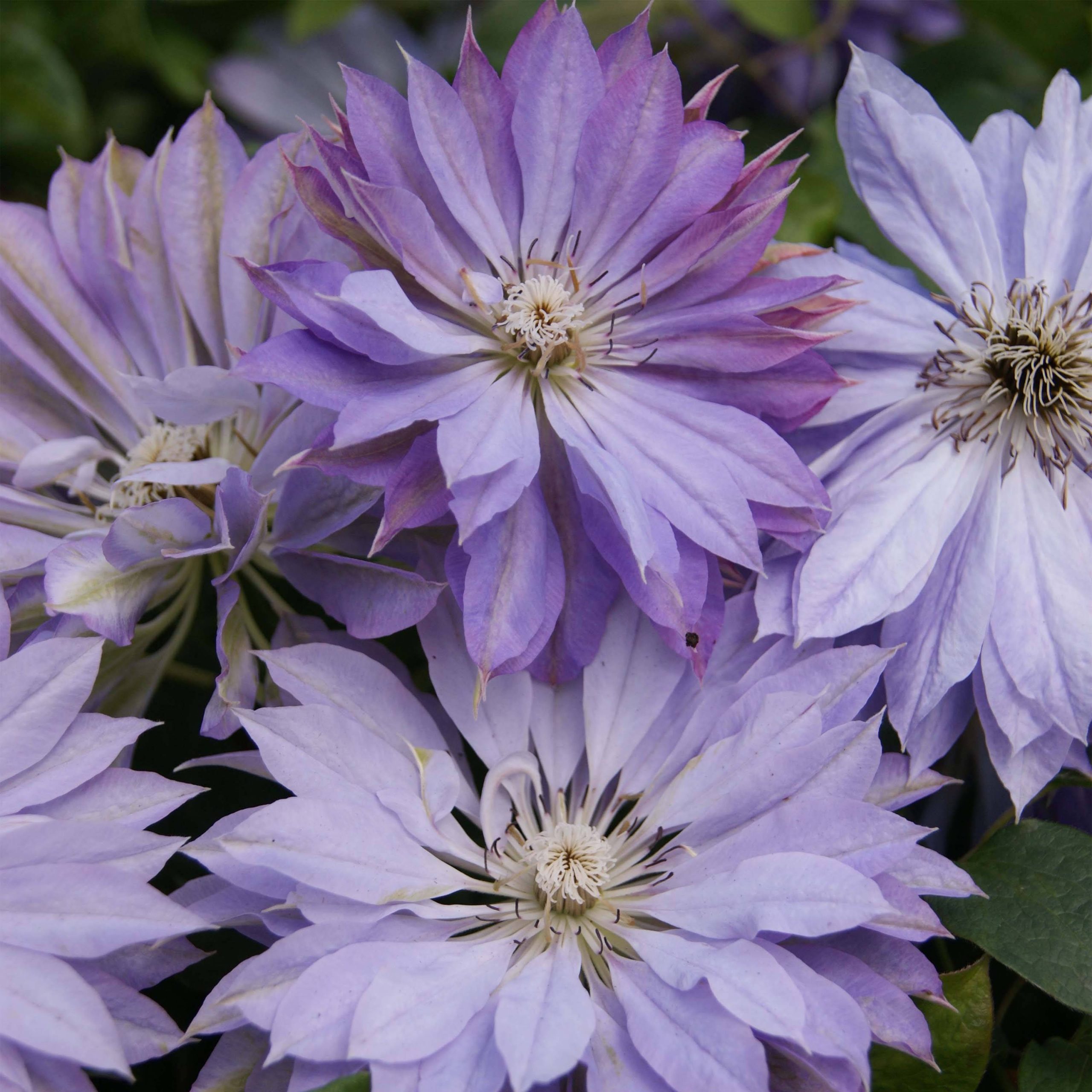 Clématite - Clematis Teshio Pot de 2L/3L