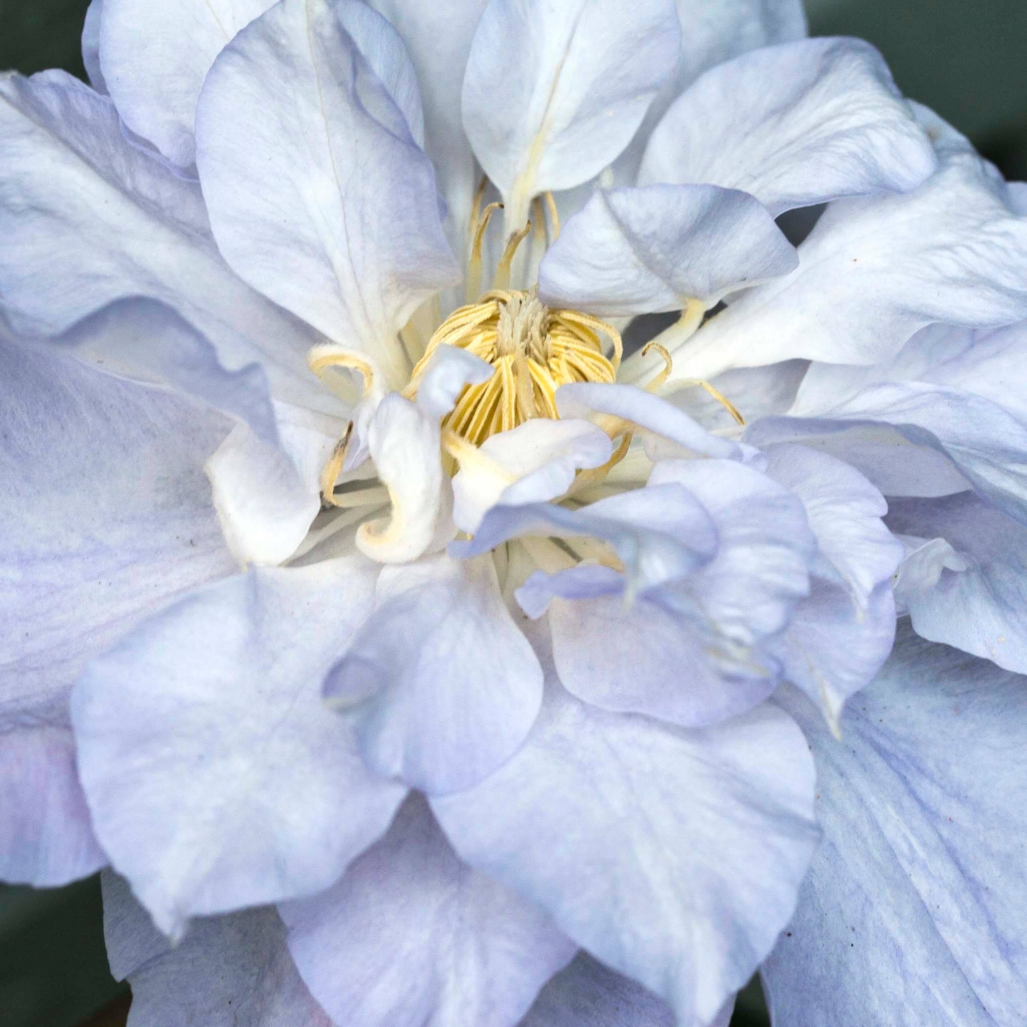 Clématite - Clematis Veronica's Choice Pot de 2L/3L