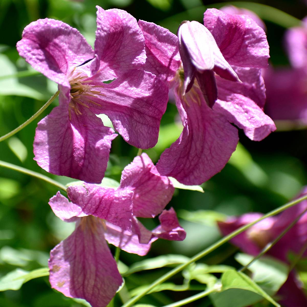 Clématite - Clematis viticella Krakowiak Pot de 3L/4L