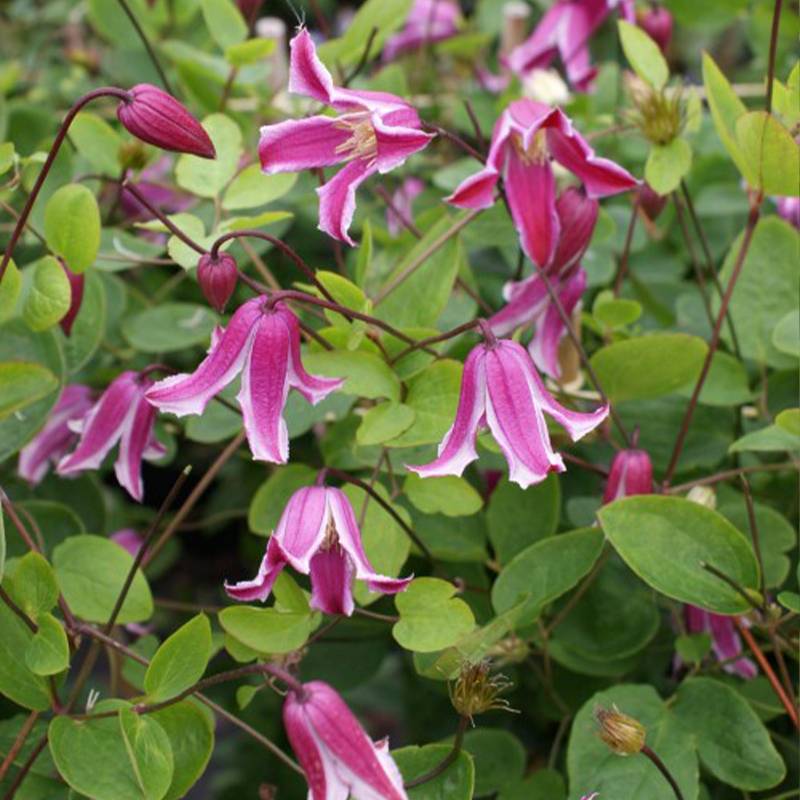 Clématite - Clematis viticella Etoile Rose Pot de 2L/3L
