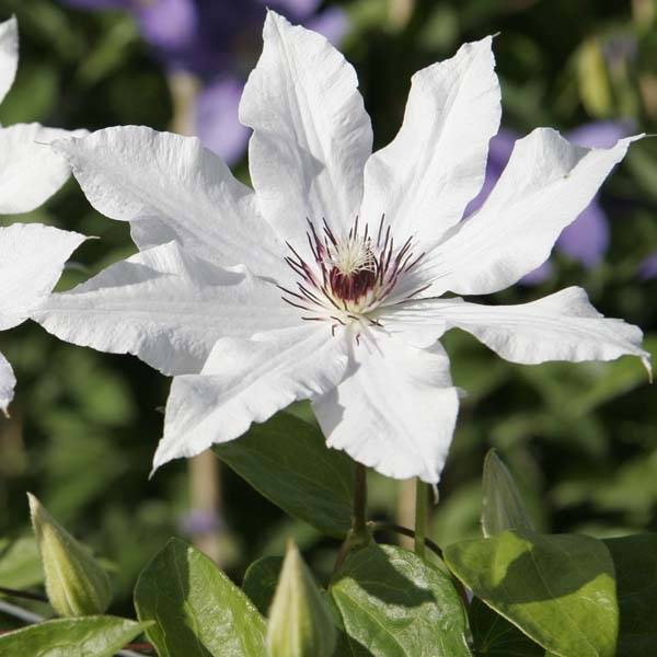 Clématite - Clematis Snow Queen Godet de 8/9 cm