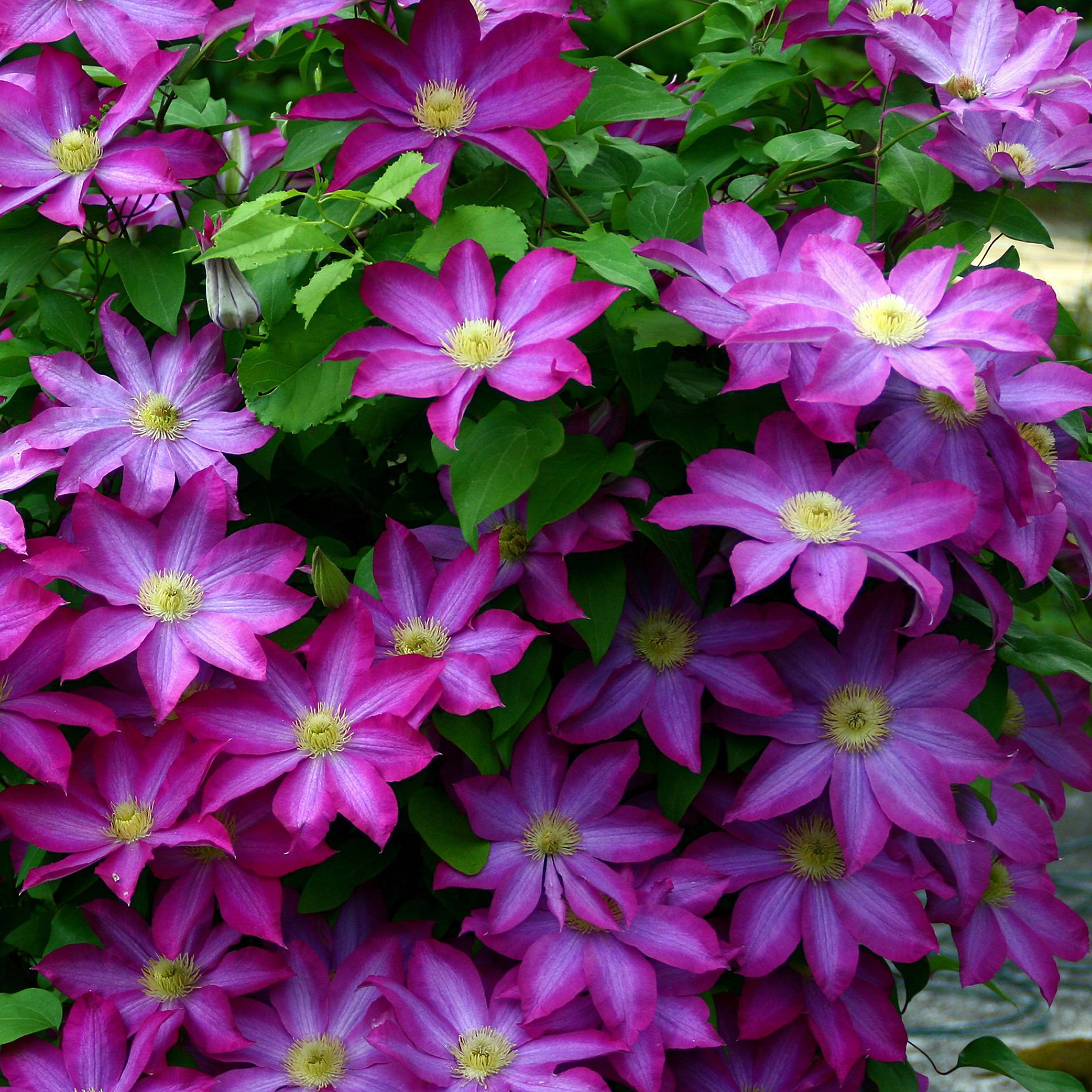 Clématite - Clematis Kakio (Pink Champagne) Pot de 2L/3L