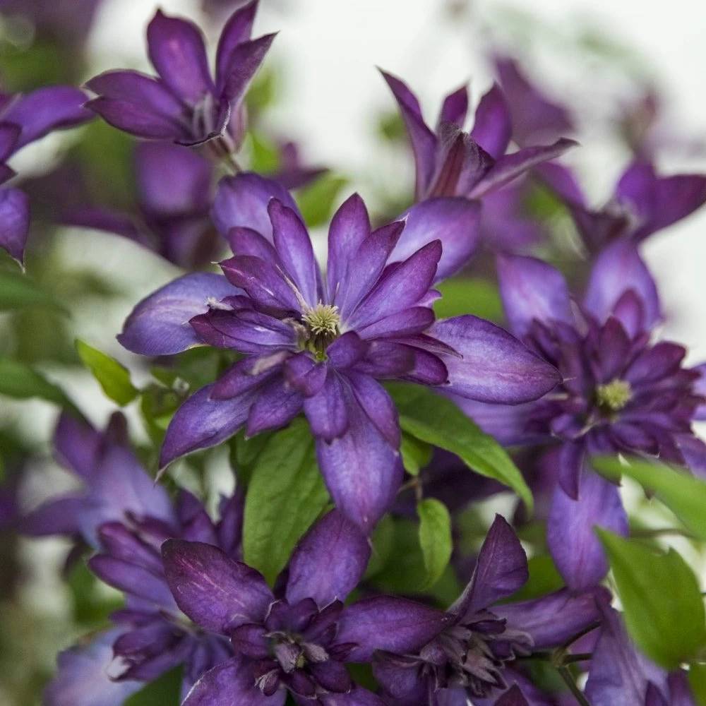Clématite viticella Glorious® Day 'Zo23020' à fleurs Violette - feuillage Caduc - Pot de 3L - Echelle bambou 60/120 cm- hauteur à maturité De 3,00 m