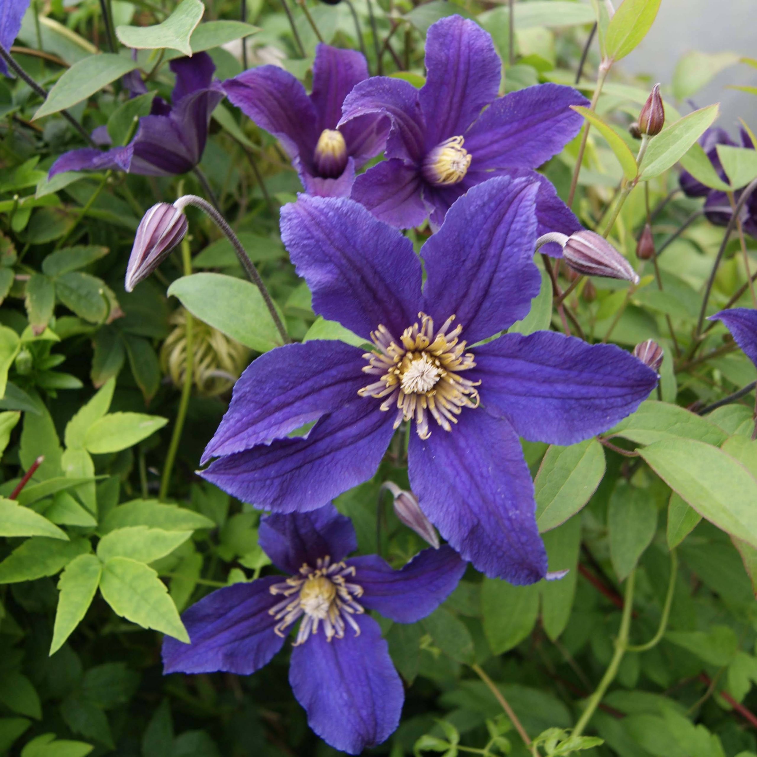 Clématite - Clematis Hudson River Pot de 2L/3L