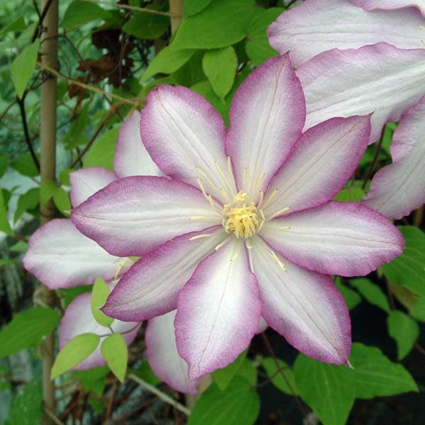 Clématite - Clematis Morning Star Pot de 2L/3L
