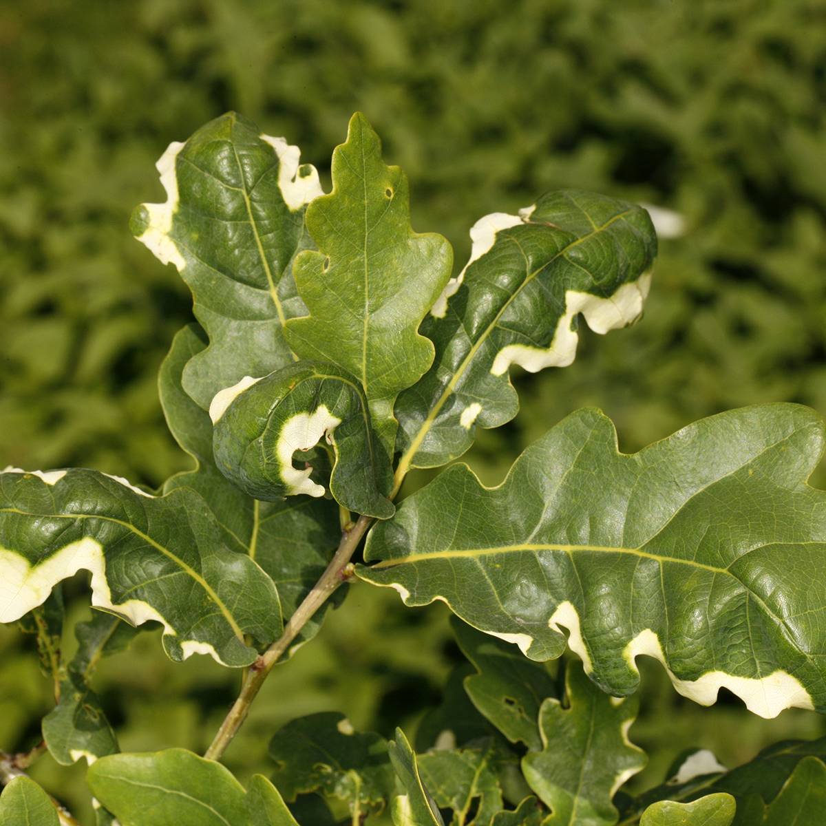Chêne pédonculé - Quercus robur Variegata Pot de 4L/5L