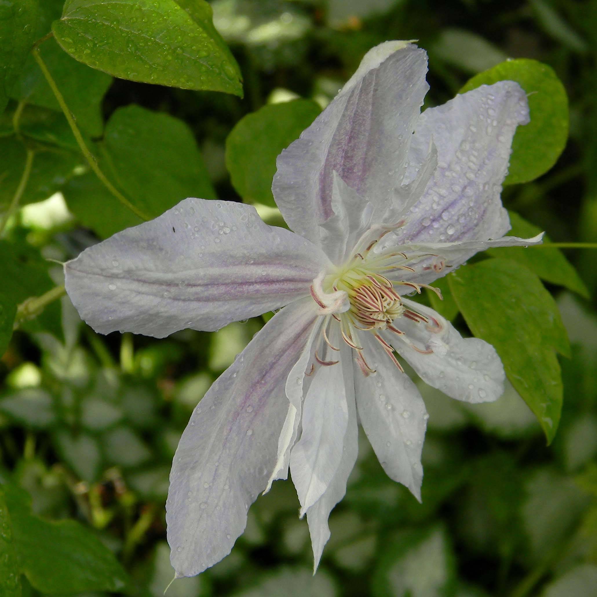 Clématite - Clematis jackmanii Alba Pot de 2L/3L
