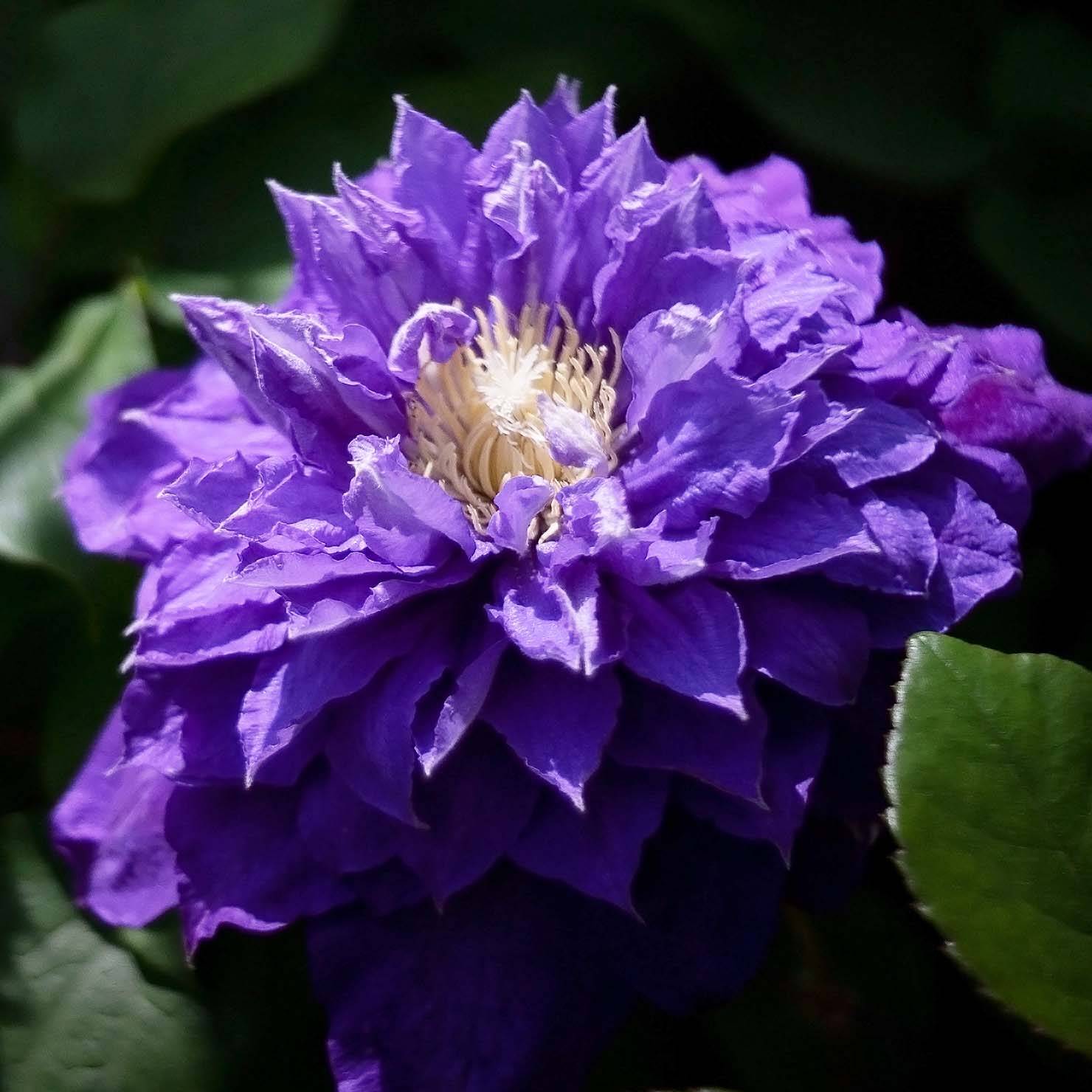 Clématite - Clematis Beauty Of Worcester Pot de 1,5L/2L