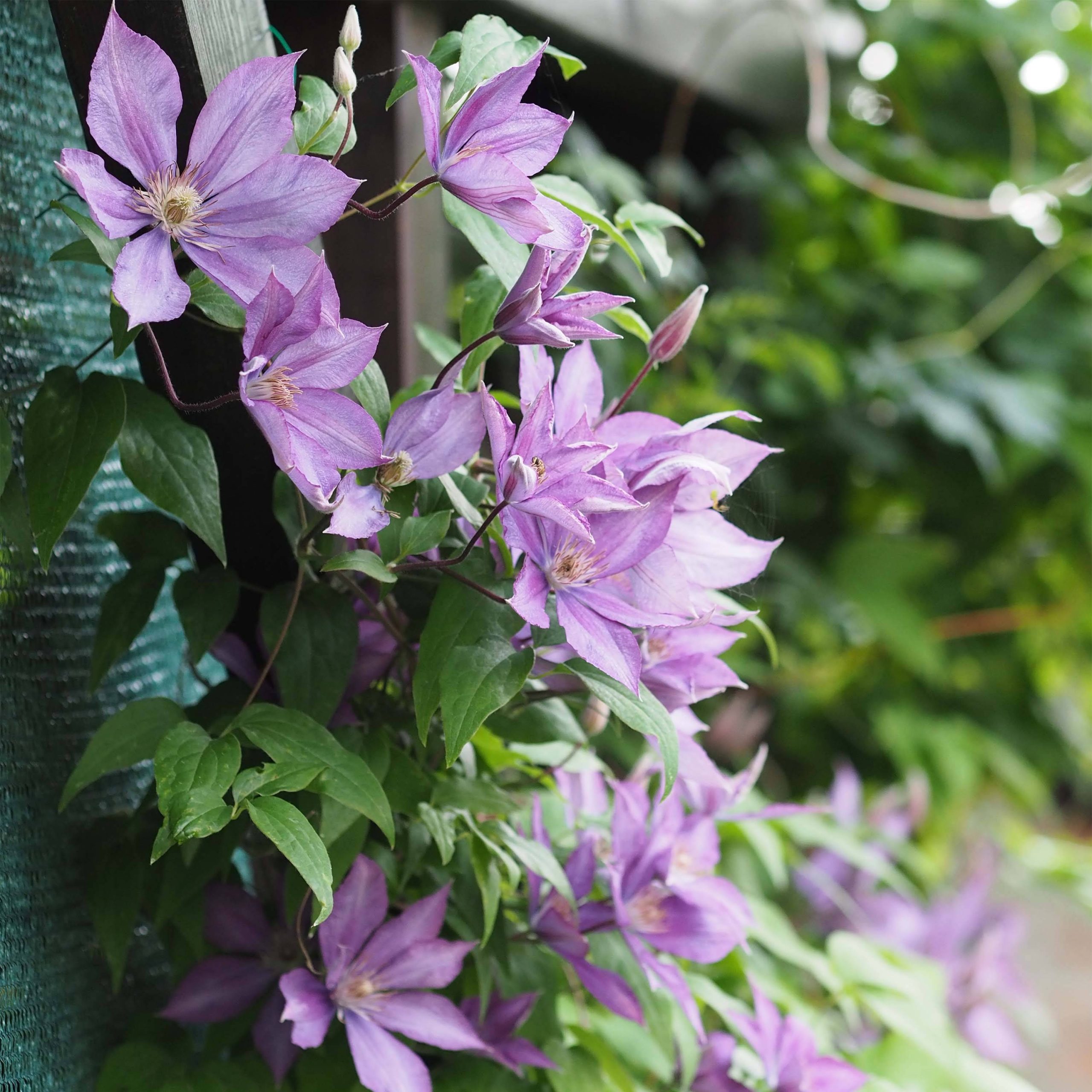 Clématite - Clematis Dorothy Walton Pot de 1,5L/2L