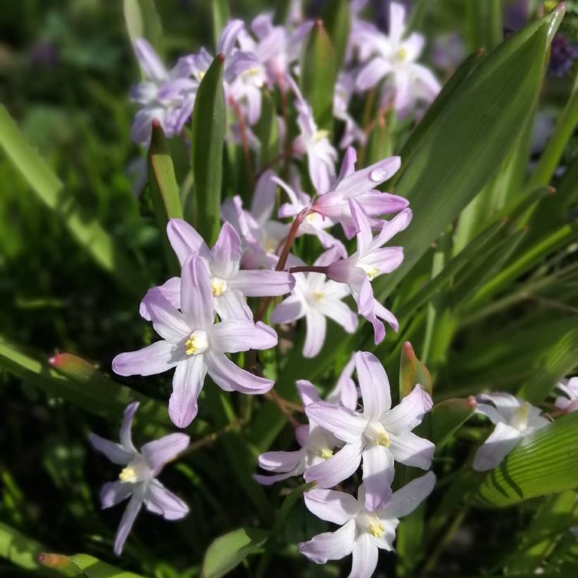 Chionodoxa forbesii Pink Giant Bulbe calibre 5+ (par 25)