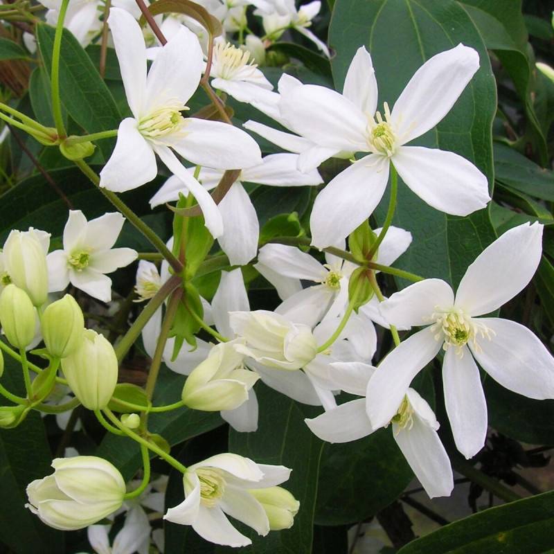Clématite armandii à fleurs Blanche - feuillage Persistant - Godet - 5/20 cm- hauteur à maturité De 5,00 m à 10,00 m