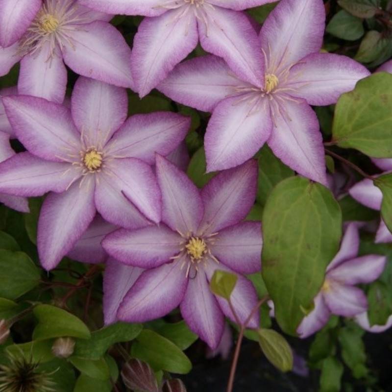 Clématite Morning Star® 'Zoklako' à fleurs Blanche - feuillage Caduc - Pot de 2L - Tuteur bambou 60/90 cm- hauteur à maturité De 1,50 m à 2,00 m