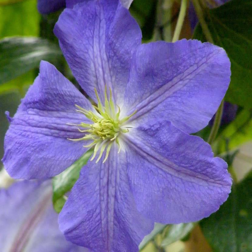Clématite - Clematis Jenny Pot de 2L/3L