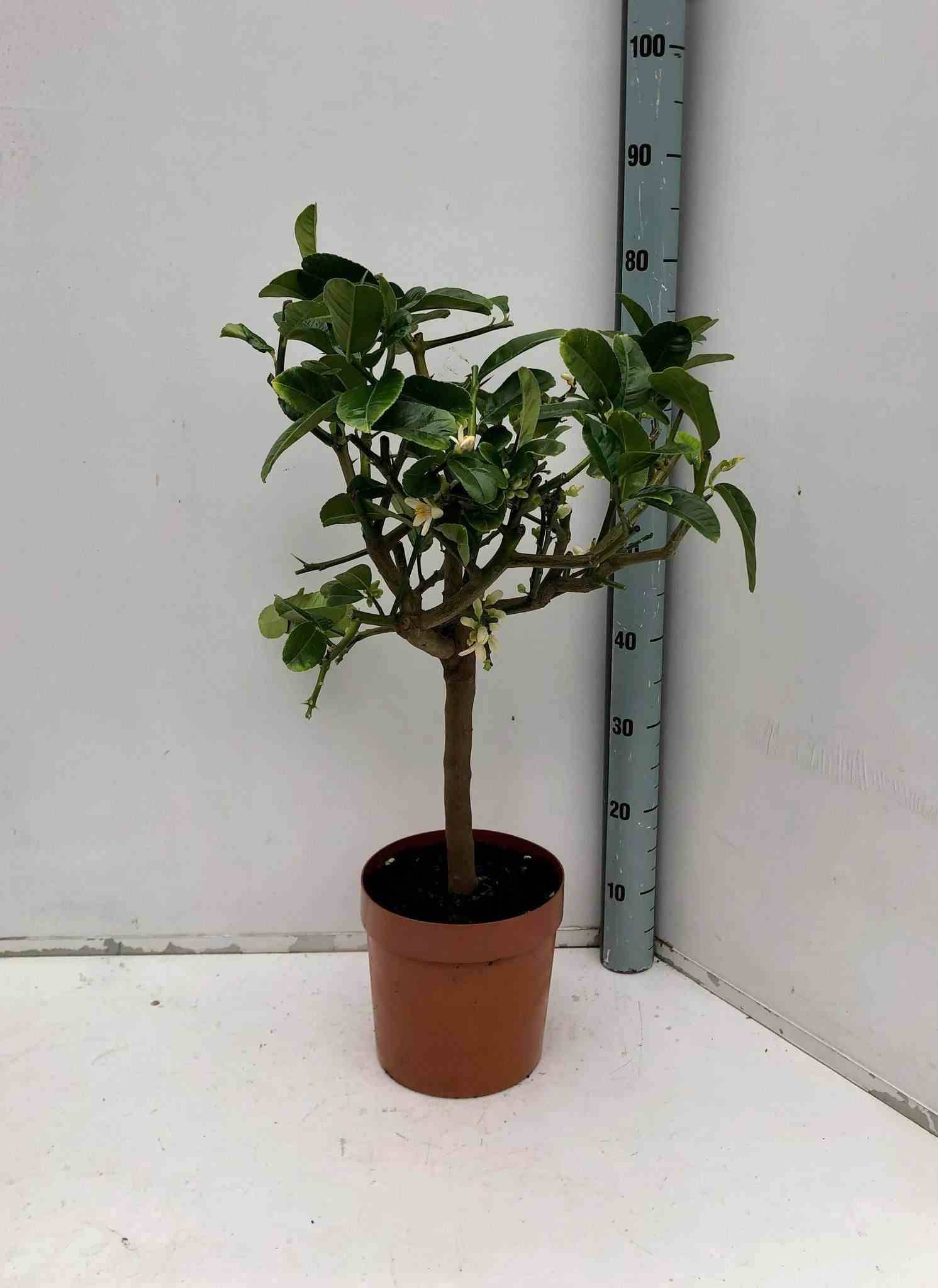 Citrus medica digitata (main de Bouddha) Pot de 10 litres - 140/160 cm