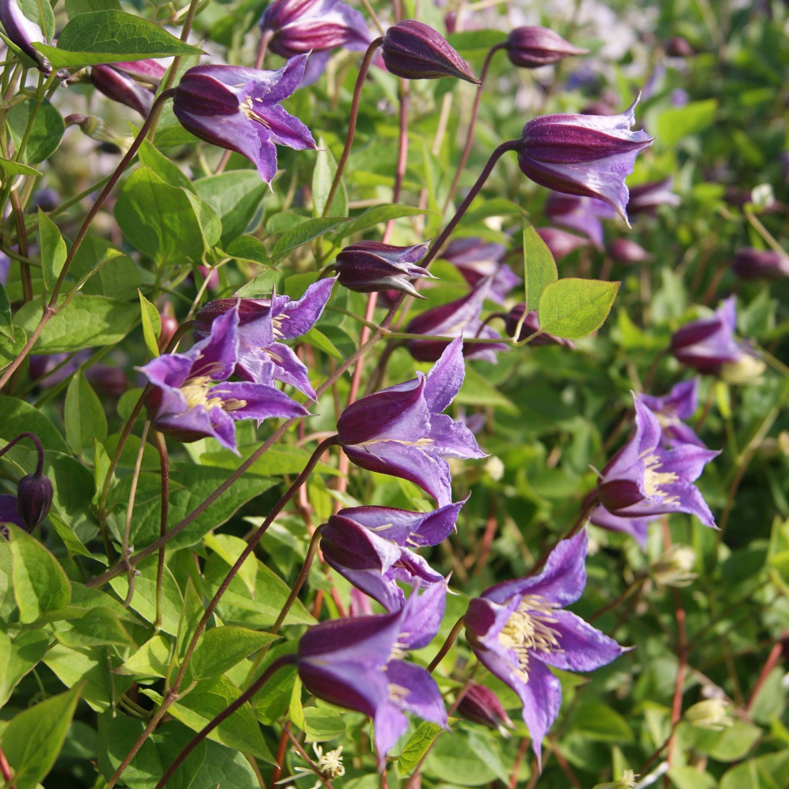 Clématite - Clematis texensis Prince William Pot de 2L/3L